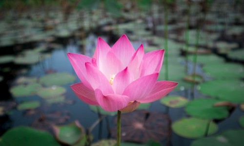 鼎泰丰小笼包做法-权威鼎泰丰小笼包图片大全图平台,分享专业鼎泰丰小笼包做法知识_鼎泰丰小笼包吃法网